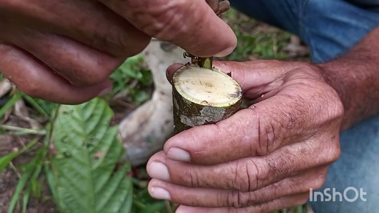 Como é fácil clonar cacau!