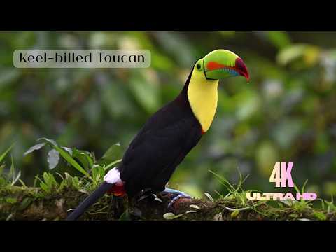 Peaceful Birds Moments in 4K | Animals Video in 4K | Peaceful Birds Compilation | Part 1