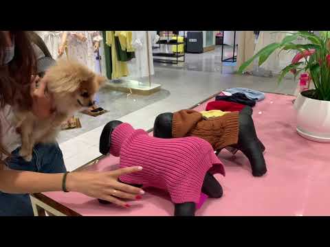 Pomeranian stranger