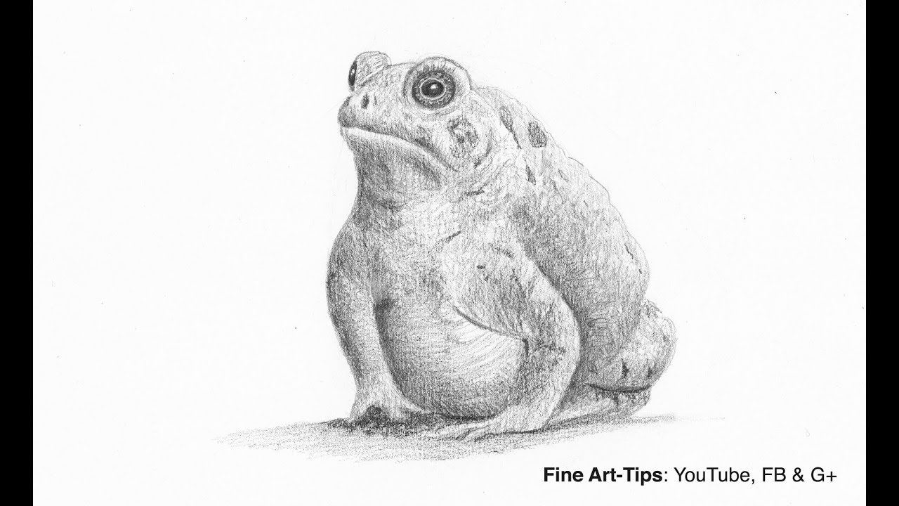 ⁣How to Draw a Toad (frog) - Narrated