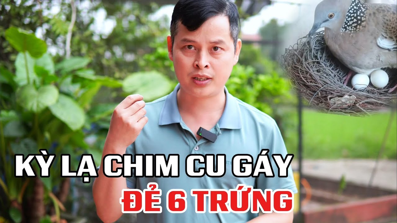 Kỳ lạ Chim Cu gáy ta đẻ tận 6 trứng