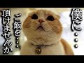 お腹が空いてまるで人間の子どものようにしゃべりだした猫がこちら...