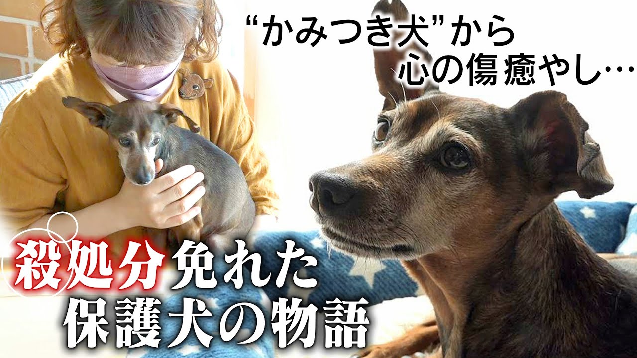 殺処分免れた保護犬 しいたけ の物語 かみつき犬 から心の傷癒し 小さな命を救ったのは Youtube