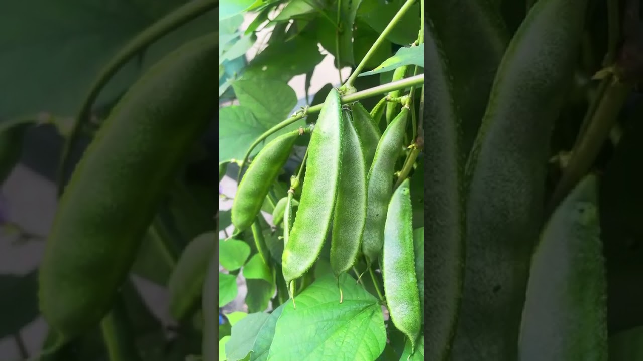 Home garden Avarekayi - hyacinth beans 