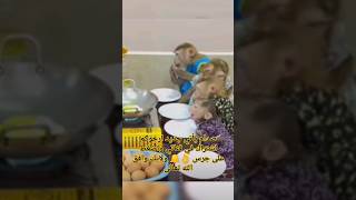 monkey ? eating ?? shorts funny subscribe pakistan philippines اشتراك_بالقناة ,,??❤️100000??❤️