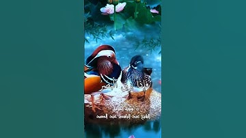 الشيخ عبدالباسط عبدالصمد سورة القيامة #الشيخ_عبدالباسط_عبدالصمد #الشيخ_محمد_صديق_المنشاوي