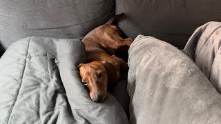 Mini dachshund tries to get comfortable