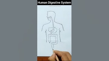 Human Digestive System Diagram #shorts #digestivesystem #digestivesystemdiagram