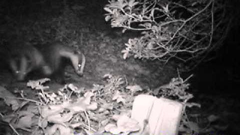 Badger Cubs get groomed by Mother