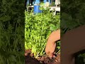 Vibrant Herb Harvest Gathering Healthy and Aromatic Cilantro