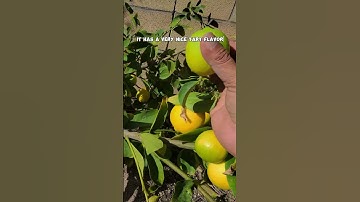 Harvesting Bearss (Persian) Limes: Seedless and Juicy!