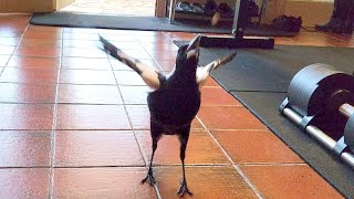 Mrs Magpie runs inside to play catch!
Wild Australian Magpie runs inside to play catch!
Subscribe for weekly Aussie bird videos! 🦜
If you would like to support Australian wildlife and the production of future videos you can buy me a $1 coffee here: www.buymeacoffee.com/bboa
50% of the funds will be donated to various wildlife charities and the other 50% will go towards production costs of future videos allowing me to create higher quality videos showcasing a wider range of Australian animals.
Weve donated $300 to Wildlife Victoria, $200 to North Queensland Wildlife, $100 to Kiwis New Life Bird Rescue, $100 to A Better Life for Foster Kids, $100 to Bicycles For Humanity, $100 to St Vincent de Paul Society, $400 to rare genetic diseases + $728 donated from our amazing fans.
Please check with your local wildlife experts before offering any food to the native wildlife in your area. What I offer these birds is an occasional treat and only a tiny portion of their overall diet.
More information can be found at these resources:
https://www.brisbanebirdvet.com.au/wp-content/uploads/Good-Practice-when-Feeding-Wild-Birds.pdf
https://www.wombaroo.com.au/wp-content/uploads/2020/12/Wombaroo-Bird-Booklet.pdf
Backyard Birds of Australia Cute Birb Videos Mrs Magpie runs inside to play catch!
