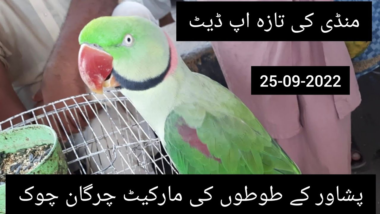 Peshawar Birds Market        Chargano Chowk(sunday)