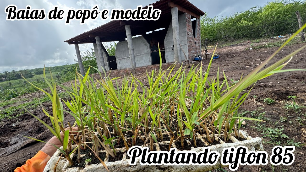 PLANTANDO TIFTON NAS BAIAS DOS CAVALOS POPÔ E MODELO ANTES DE VIAJAR PRA RODADA DO PORTAL 
