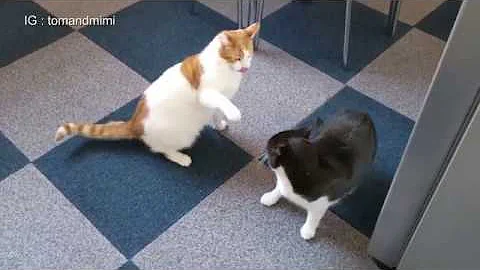 Video 28331: silver male bengal kitten, cats play fighting, white male cat