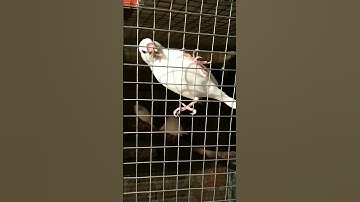 Java Bird Eating Sunflower 😋😋#shorts #birds #kolkatabirdmarket #birdloverahammad