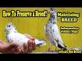 How to preserve a breedustad waqasmaintaining breedkabotar baazi ki tipsinformative