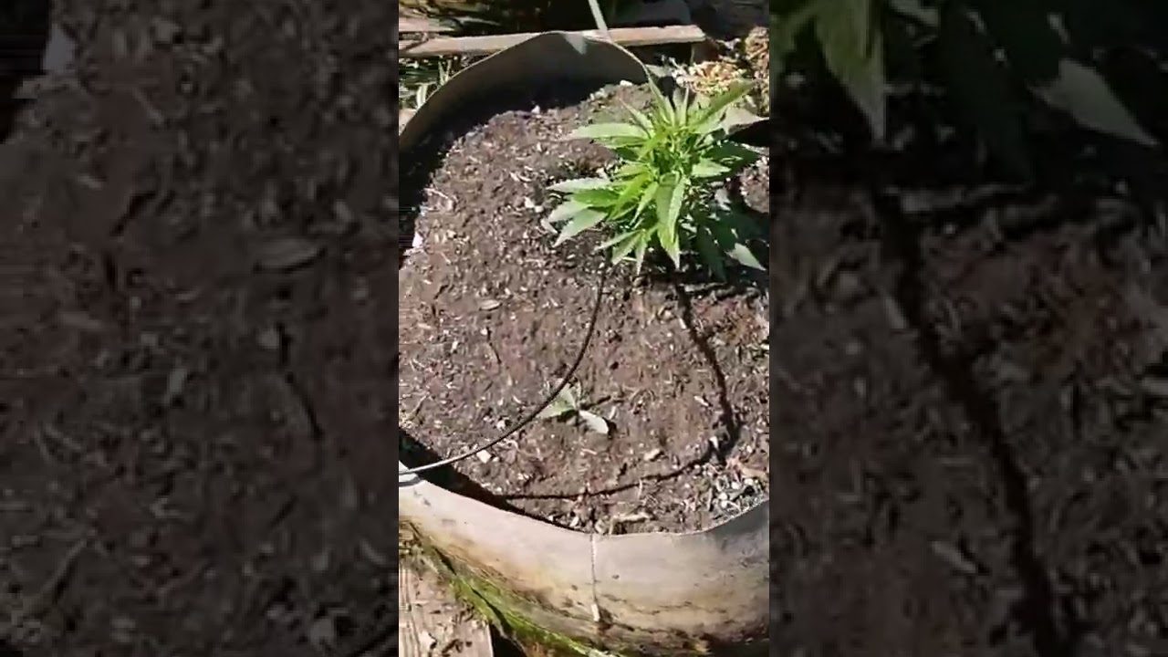 CBD Hemp Buds On Deck | Dreamland Organics