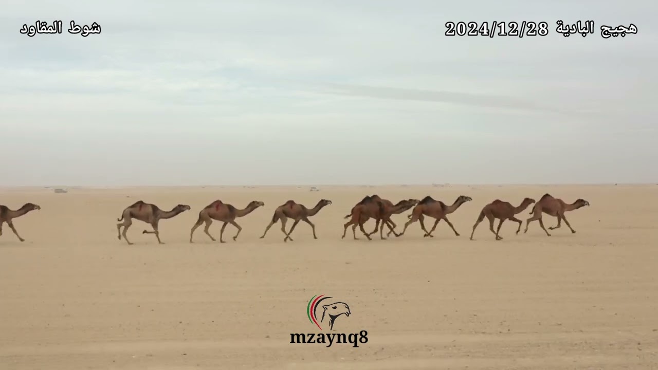شوط المقاود ( هجيج البادية ) 2024/12/28 تصوير وإخراج حسين الحميدي