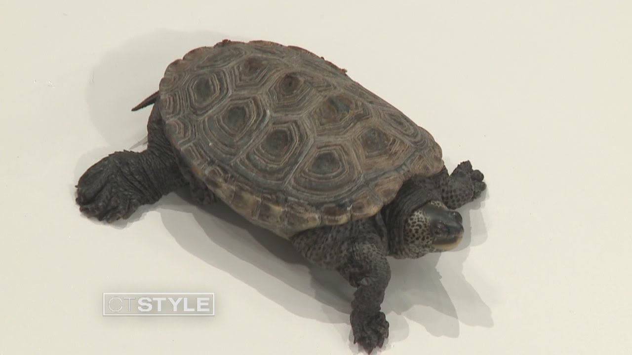 Turtles and Snakes from Meigs Point Nature Center