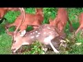 ❗️Shaky Footage❗️Wild Dogs Eating A Spotted Deer Alive...!