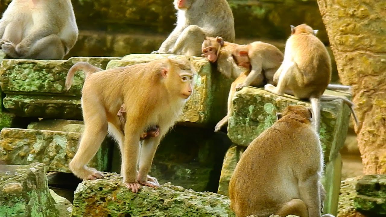 Rose take baby Brady to meet the king Mak, He not accept this baby Brady