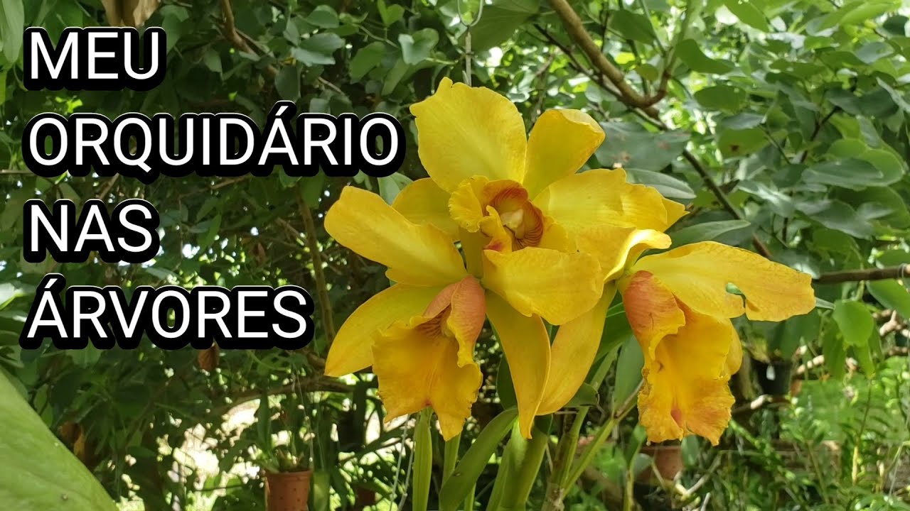 Vem conhecer o Meu ORQUIDÁRIO NATURAL mostrei cada ORQUÍDEA de pertinho pra vocês | Juliane Becker