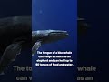 Did you know this amazing Blue Whale fact?