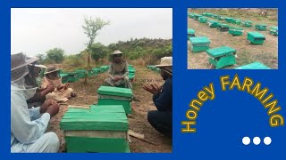 Honey bee farming in pakistan ! How to extract honey