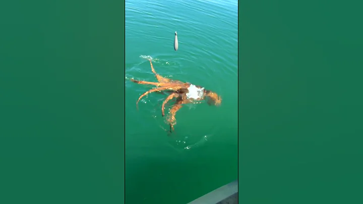 not what i expected to catch on a whole squid... a true kraken