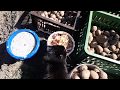Садим картошку по старинке 2018(осенью копаем 540кг с сотки)