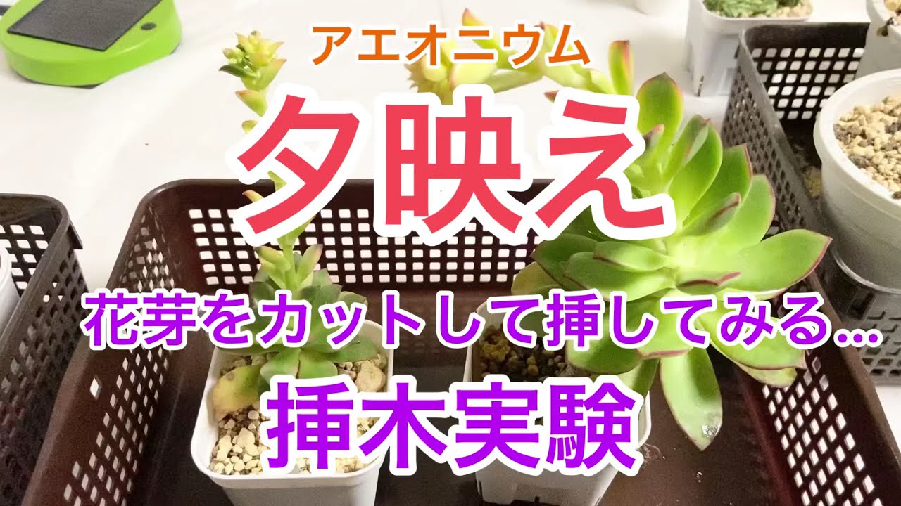 多肉植物]アエオニウム夕映え^_^花芽をカットして挿してみる…どうなる
