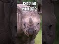 The Ghost That Strikes - The Black Rhino