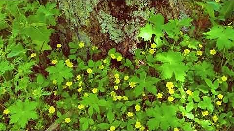 سورة الكهف بصوت القارئ عبد الفتاح بركات