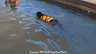 King Charles Cavalier swims! by The Best of Rummy's Beach Club 20 views 4 months ago 33 seconds