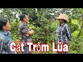 Mụ liên rủ đồng bọn cắt trộm lúa