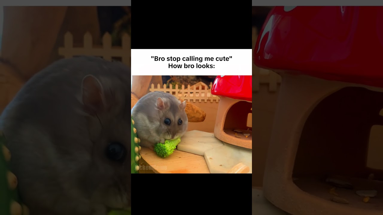 Bro swears he’s not cute… then looks like THIS 😭💀 