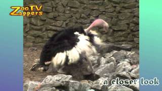 Zoo Safari - Ostrich Mating Display - Struisvogel Balts