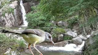 Pancingan semua burung dengan suara ciblek dan suara gemercik air jernih mengalir durasi 3 jam