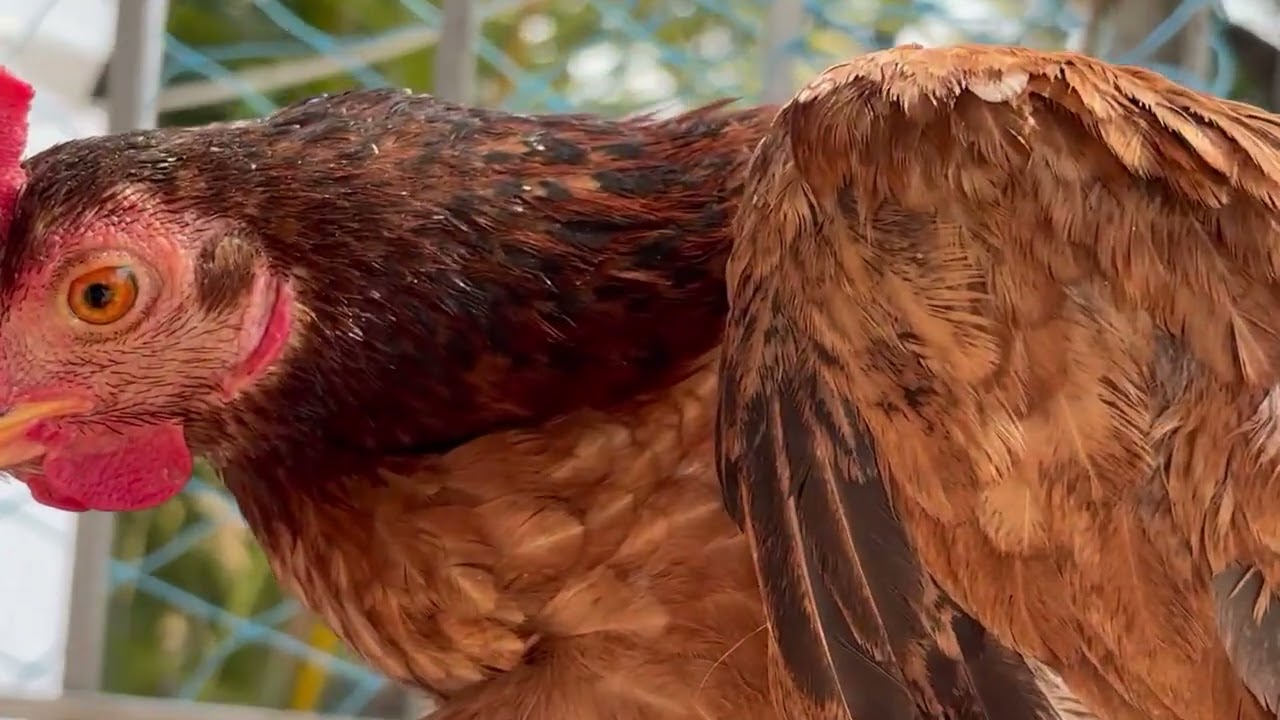 A hen named moti in our house 