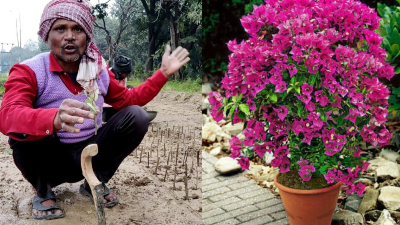 माली की तरह लगाओ बोगनविलिया की कटिंग तुरंत लगेगी