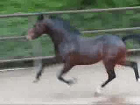 quake marvel pony quake marvel pony