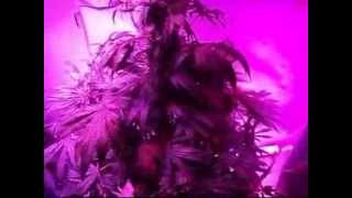 Led Grow Lights-Euforia#8 Final -www.ledfusion.co.uk.