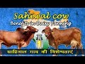 Sahiwal cow and its Benefits in Dairy Farming| साहिवाल गाय की विशेषताएं | Nuteq Entertainment