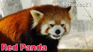 Red Panda レッサーパンダ　シンゲンとコーアイ 釧路市動物園