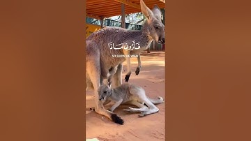 🌿سوره لقمان 🌿القارئ اسلام صبحي 🌿 أية 11 🌿