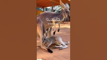 🌿سوره لقمان 🌿القارئ اسلام صبحي 🌿 أية 11 🌿
