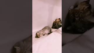 Ben Si̇zi̇ Yerim Yaa