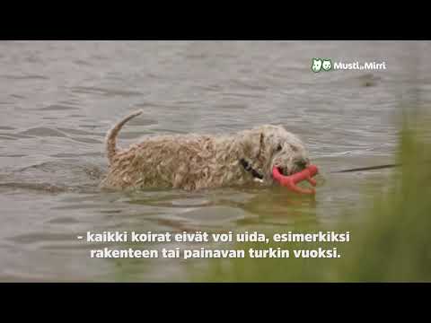 Video: Kuinka Vetämättömät Koiran Valjaat Toimivat?