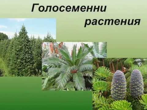 Голосеменни растения  2013